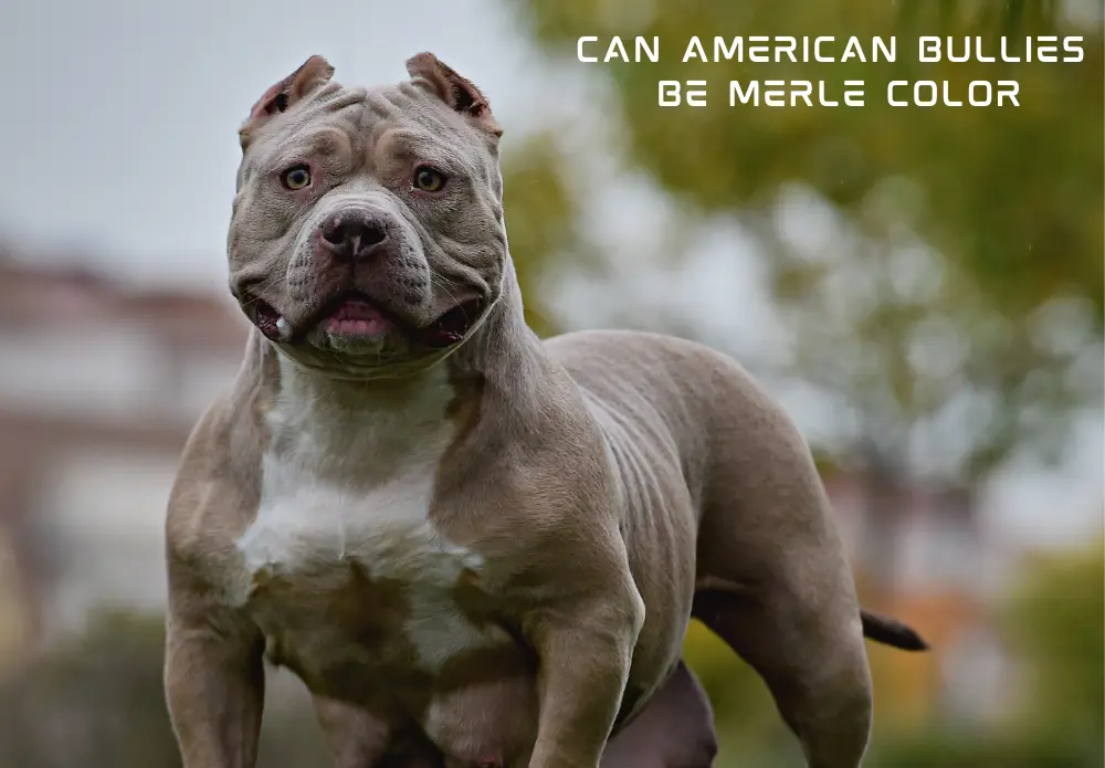 Can American Bullies Be Merle Color