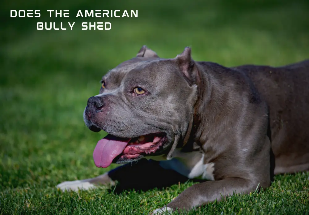 Does the American Bully Shed