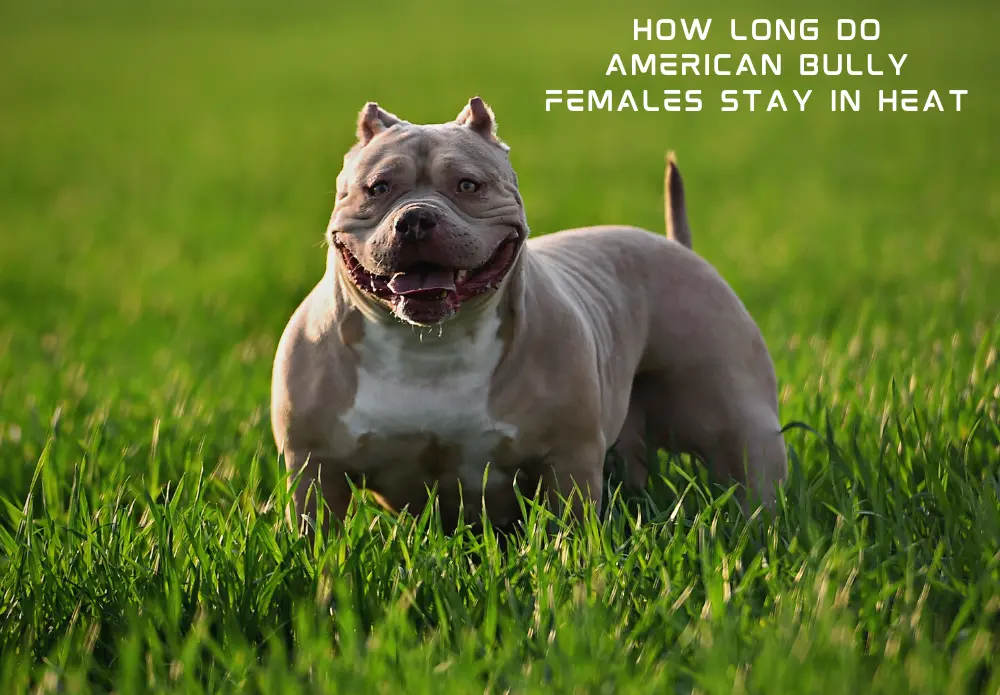 How Long Do American Bully Females Stay in Heat