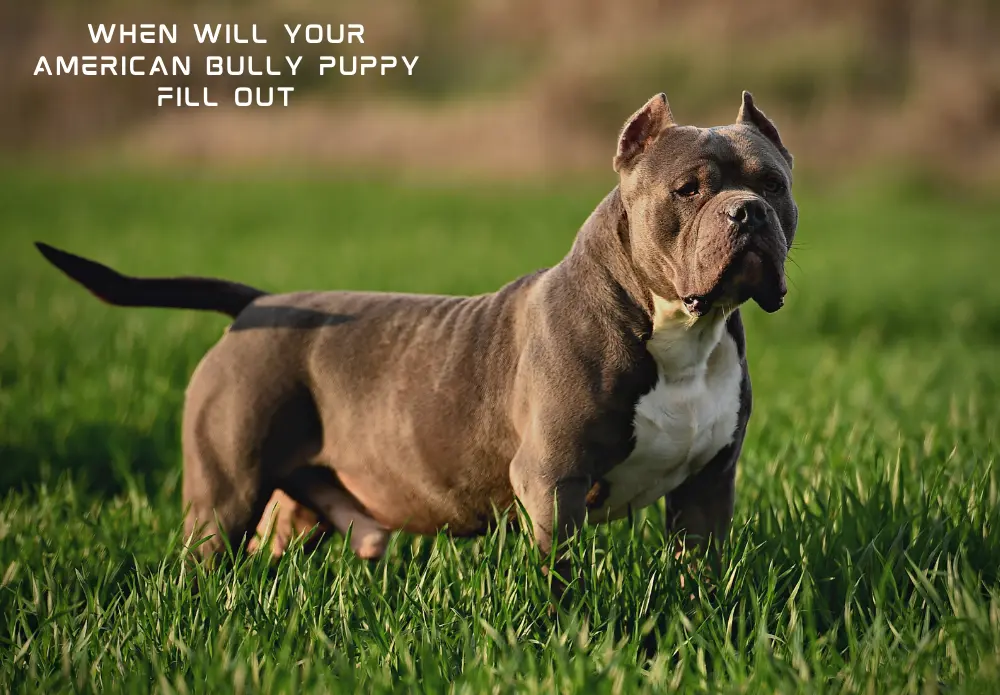 When Will Your American Bully Puppy Fill Out