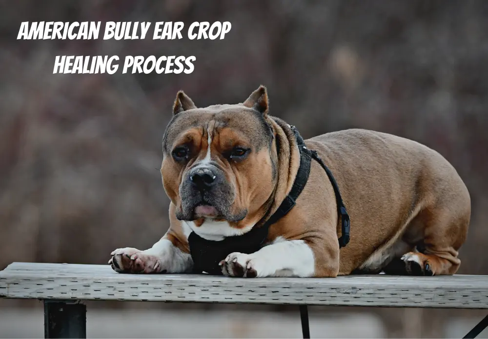 American Bully Ear Crop Healing Process