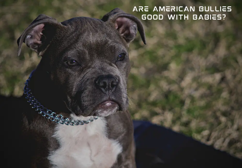 Are American Bullies Good With Babies