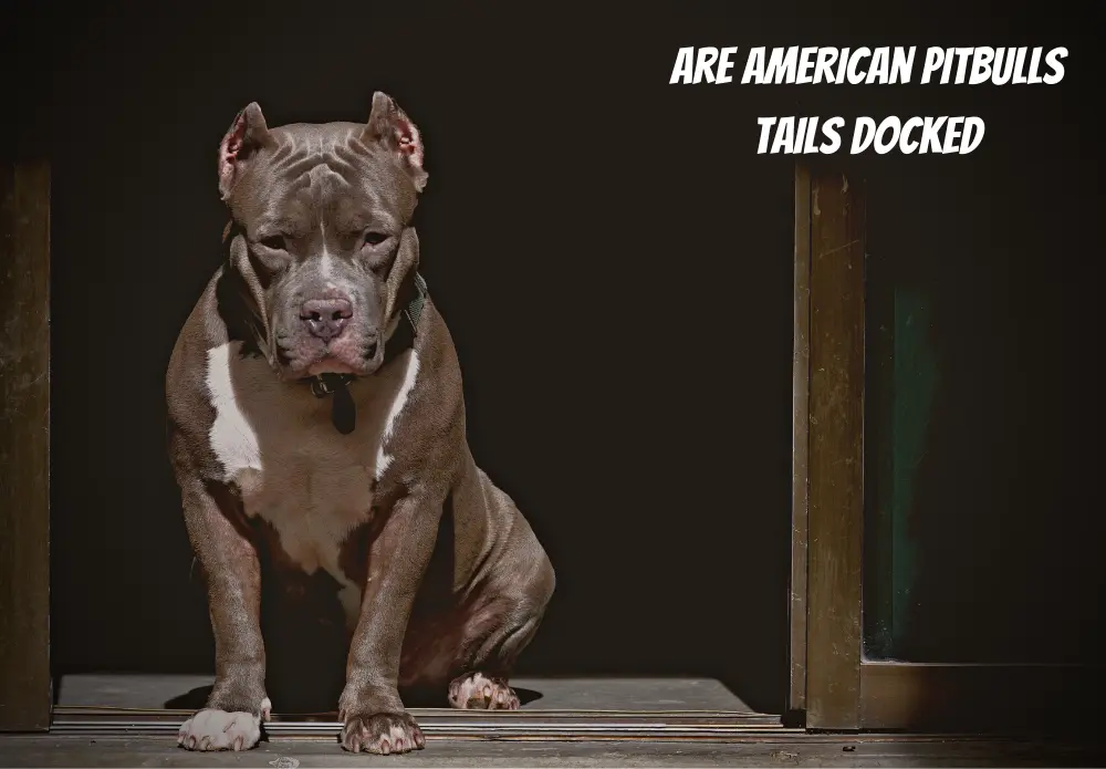 Are American Pitbulls Tails Docked