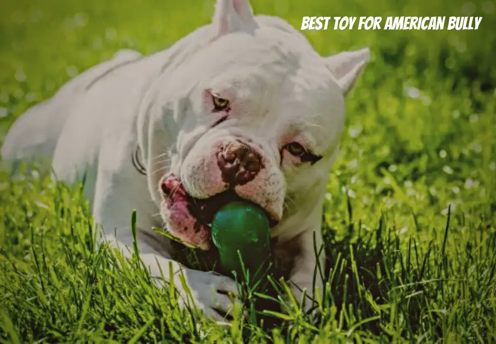Best Toy for American Bully