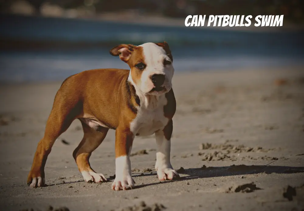 Can PitBulls Swim