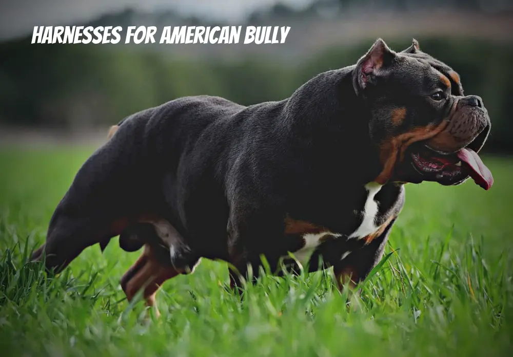 Harnesses for American Bully
