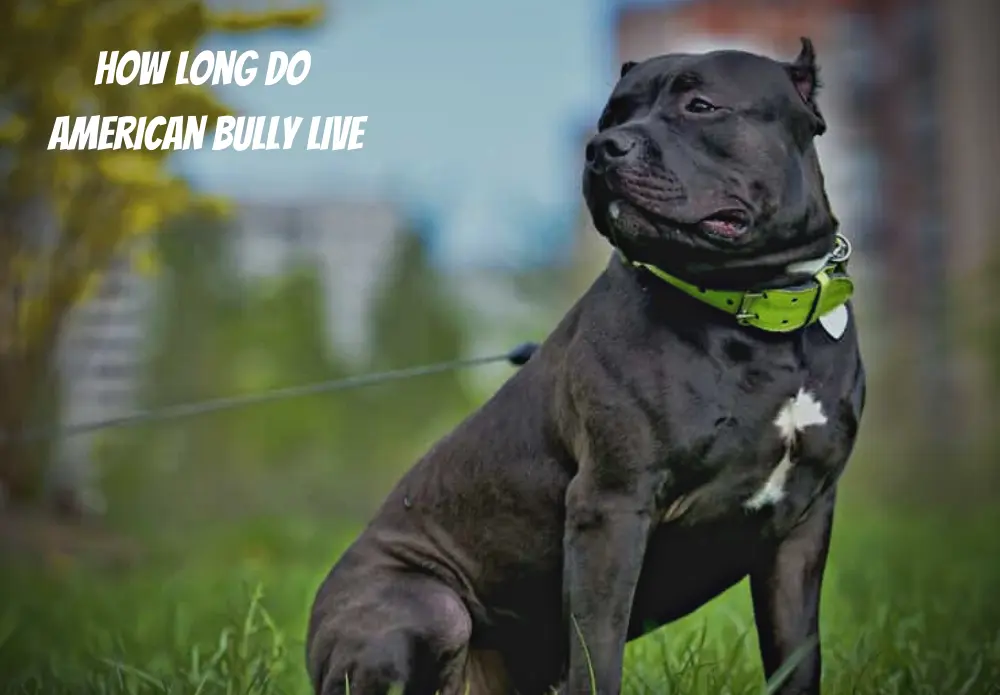 How Long Do American Bully Dogs Live