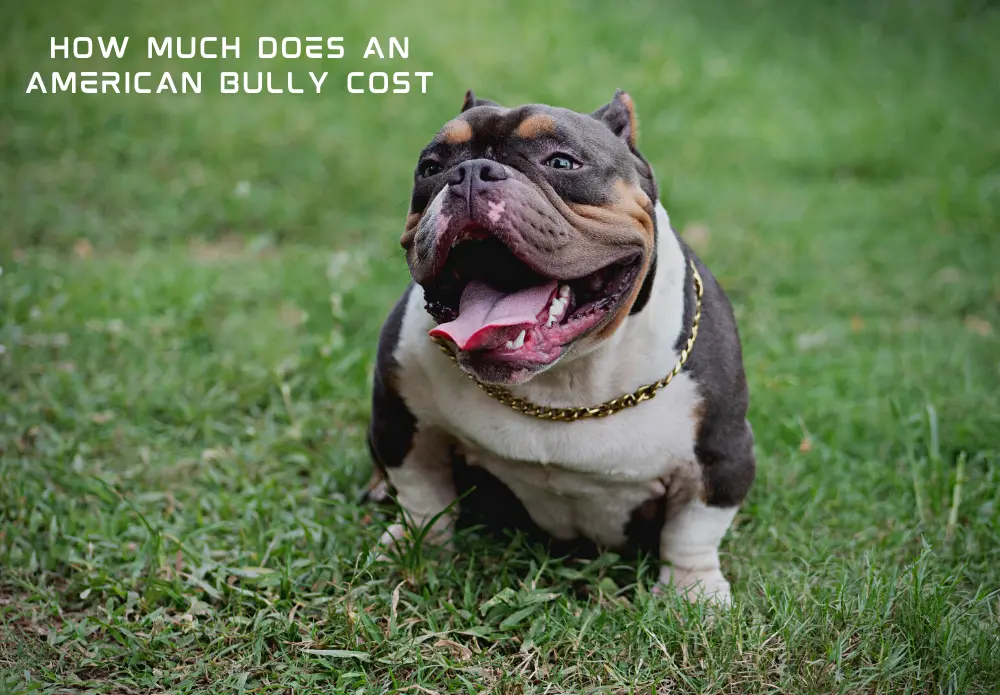 How Much Does an American Bully Cost