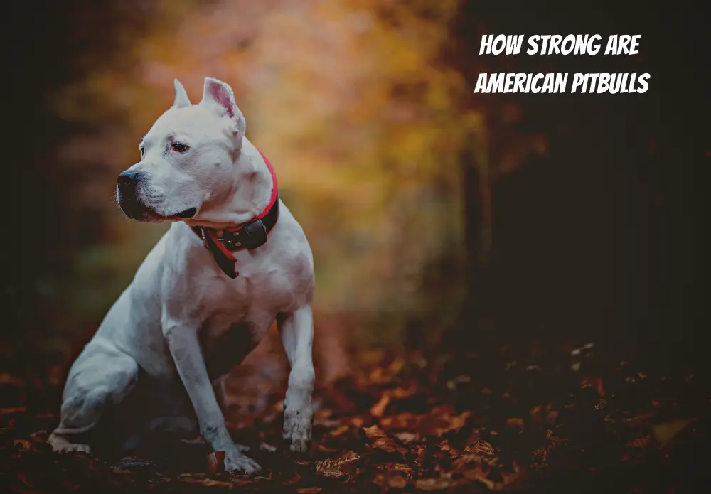 How Strong Are American Pitbulls