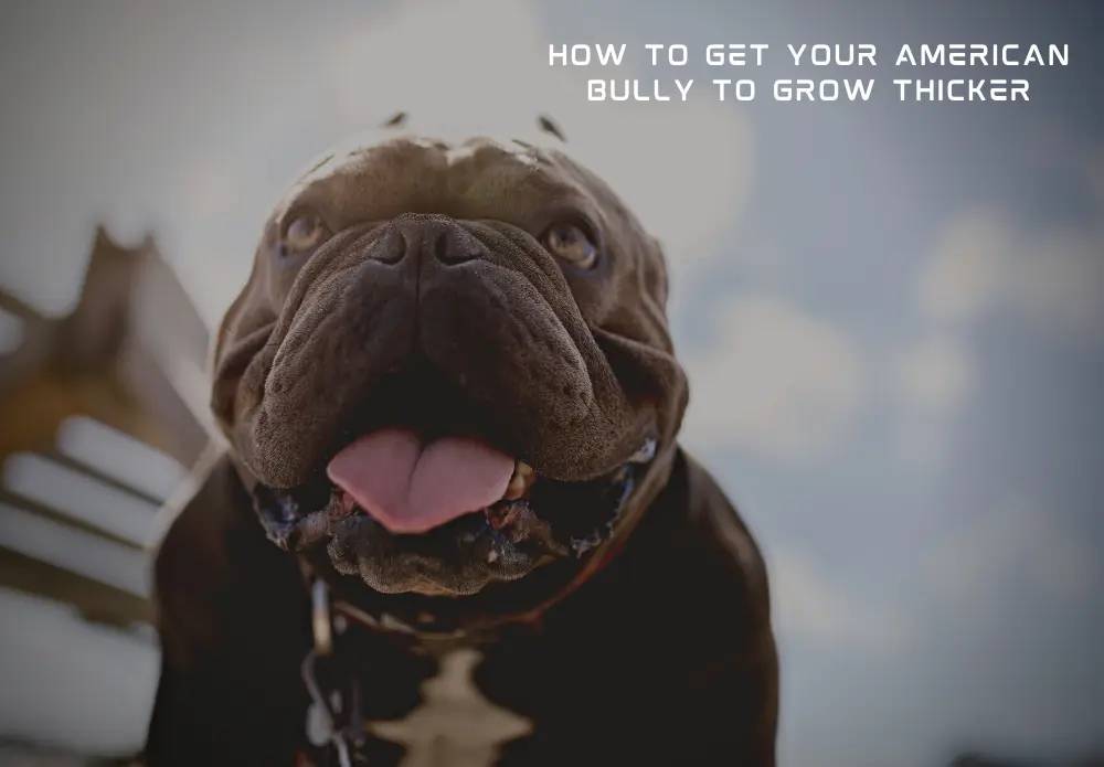 How To Get Your American Bully To Grow Thicker