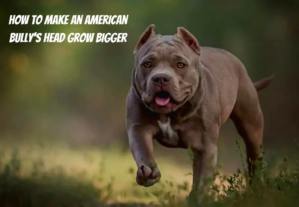 How To Make an American Bully's Head Grow Bigger