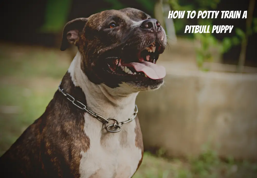 How To Potty Train A Pitbull Puppy