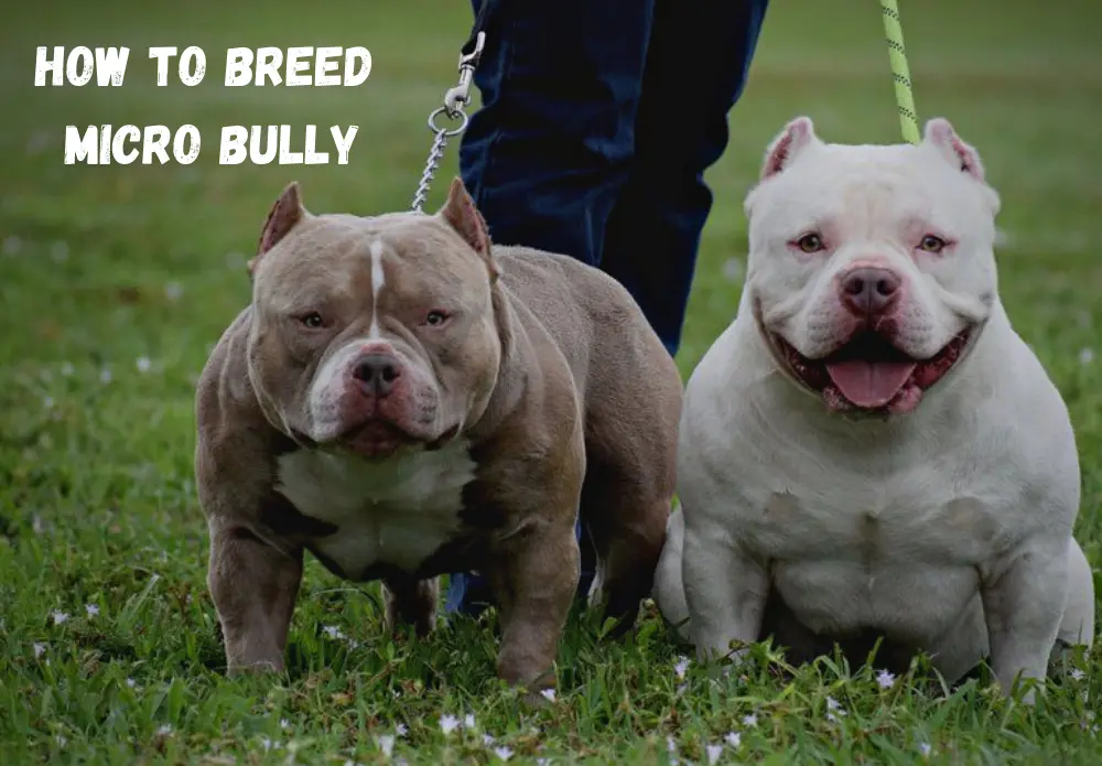 How to Breed Micro Bully