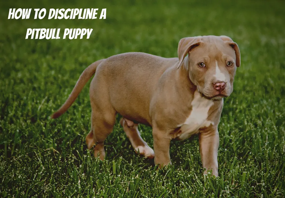 How to Discipline a Pitbull Puppy