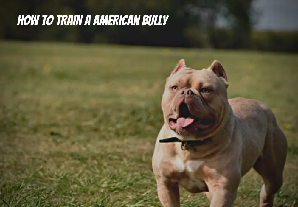 How to Train a American Bully
