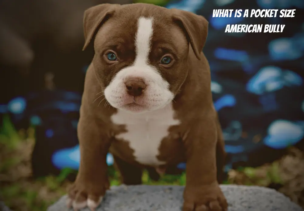 What Is a Pocket Size American Bully