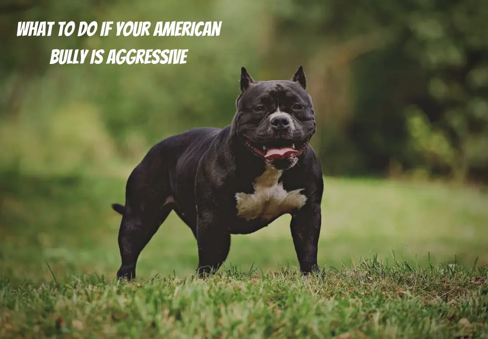What To Do if Your American Bully Is Aggressive