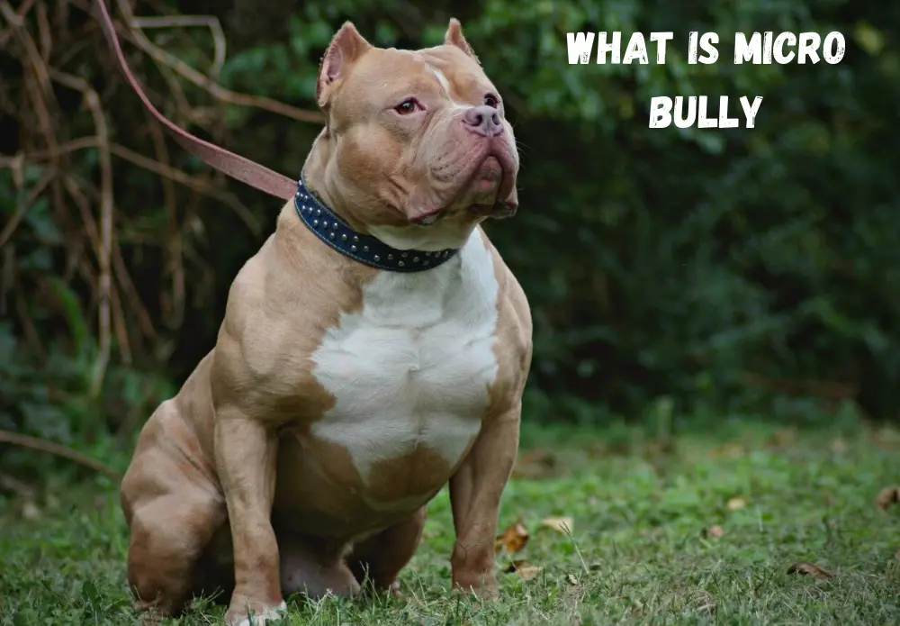 What is Micro Bully
