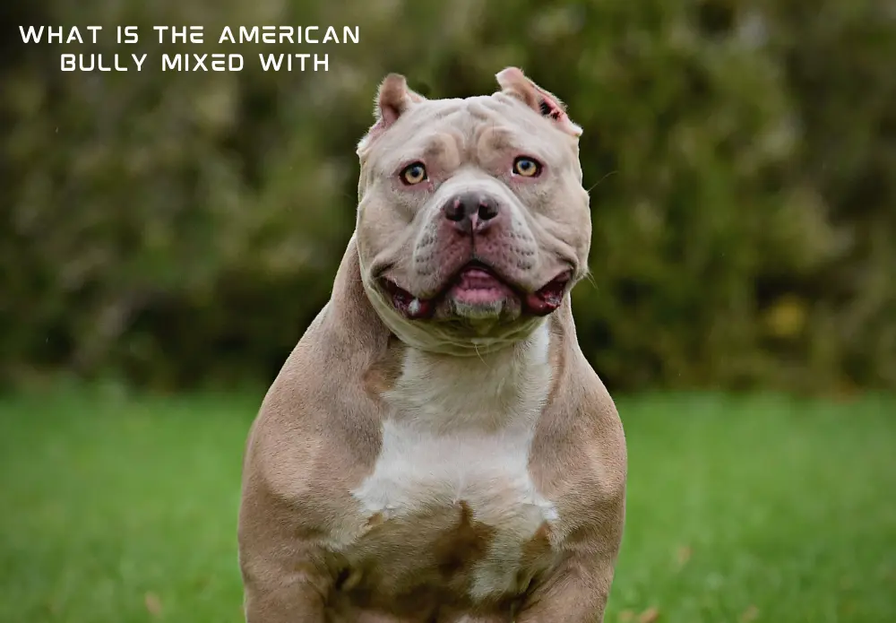 What is the American Bully Mixed With