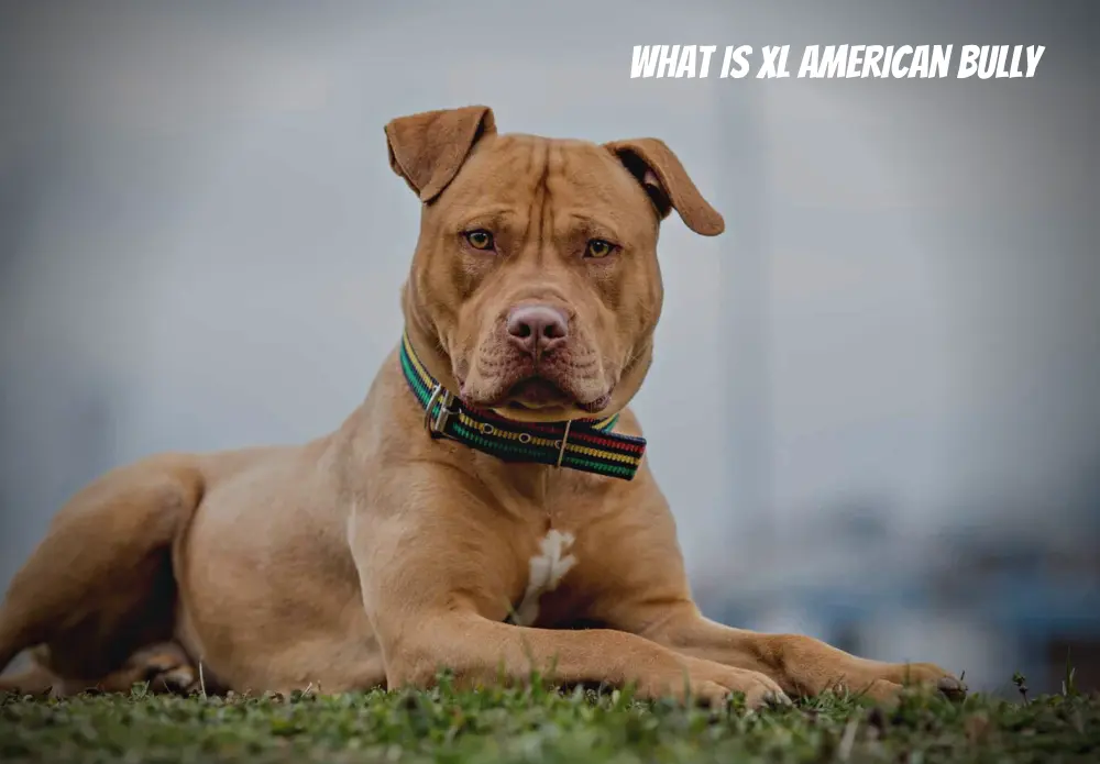 What is xl American bully