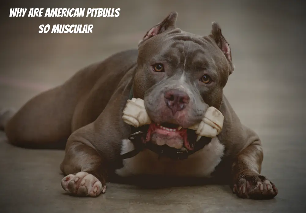 Why Are American Pitbulls So Muscular