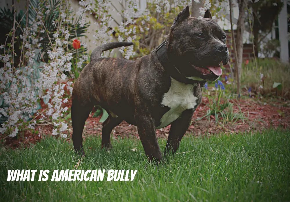 what is american bully