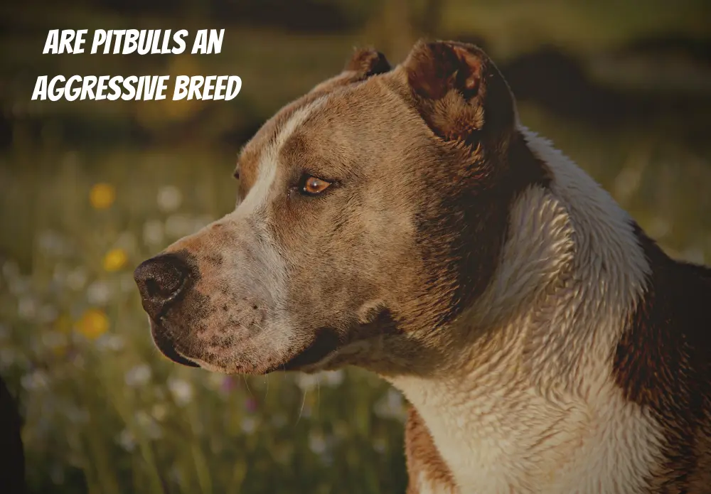 Are PitBulls an Aggressive Breed