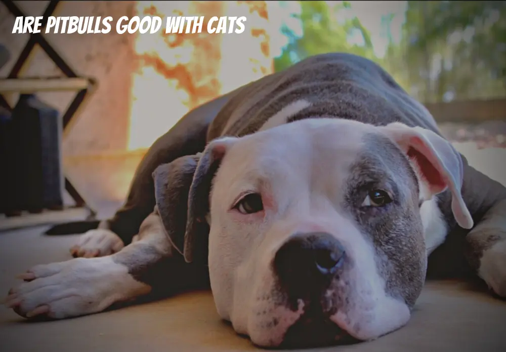 Are Pitbulls good with cats