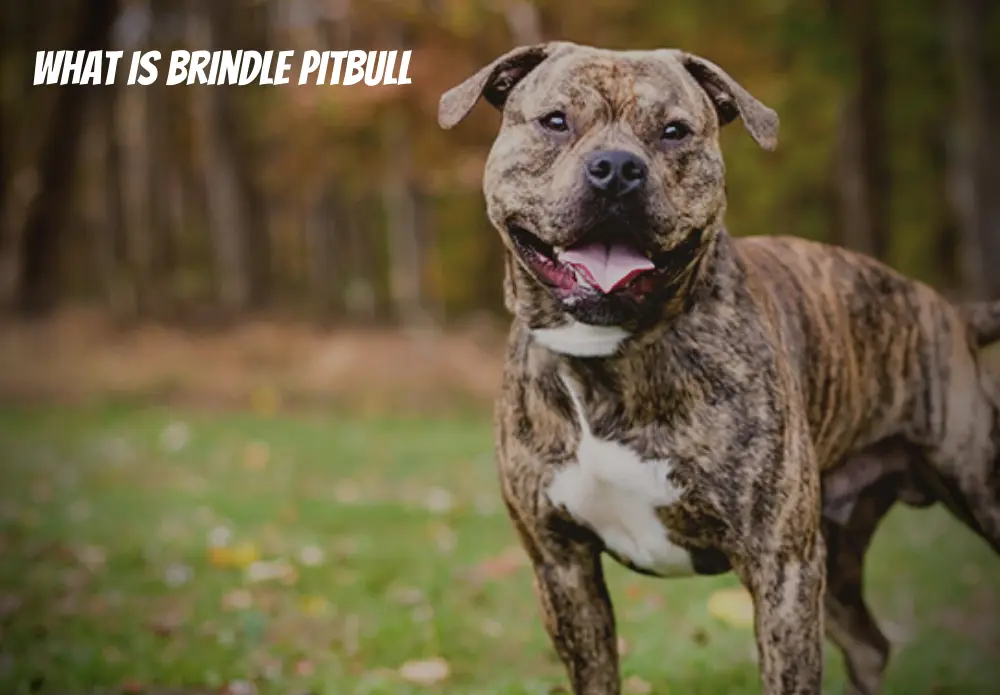 What is Brindle Pitbull