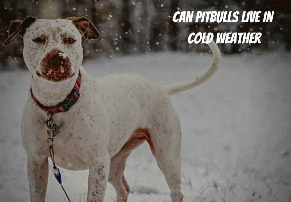 Can Pitbulls live in cold weather