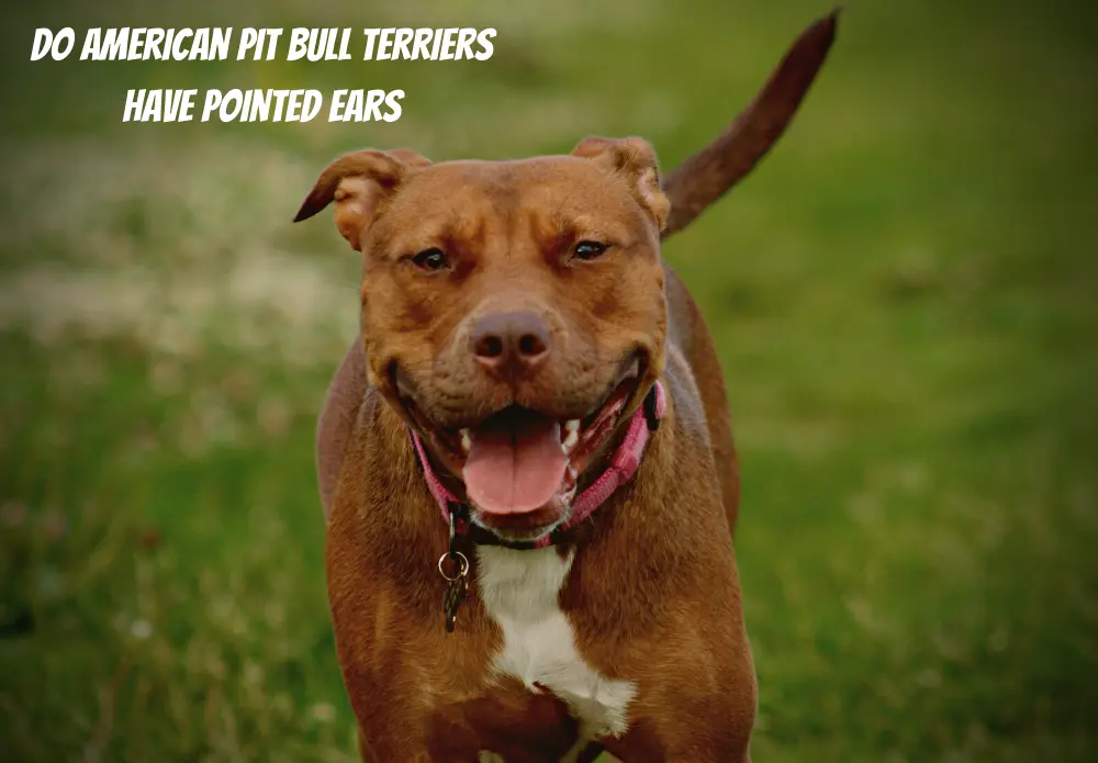 Do American Pit Bull Terriers Have Pointed Ears