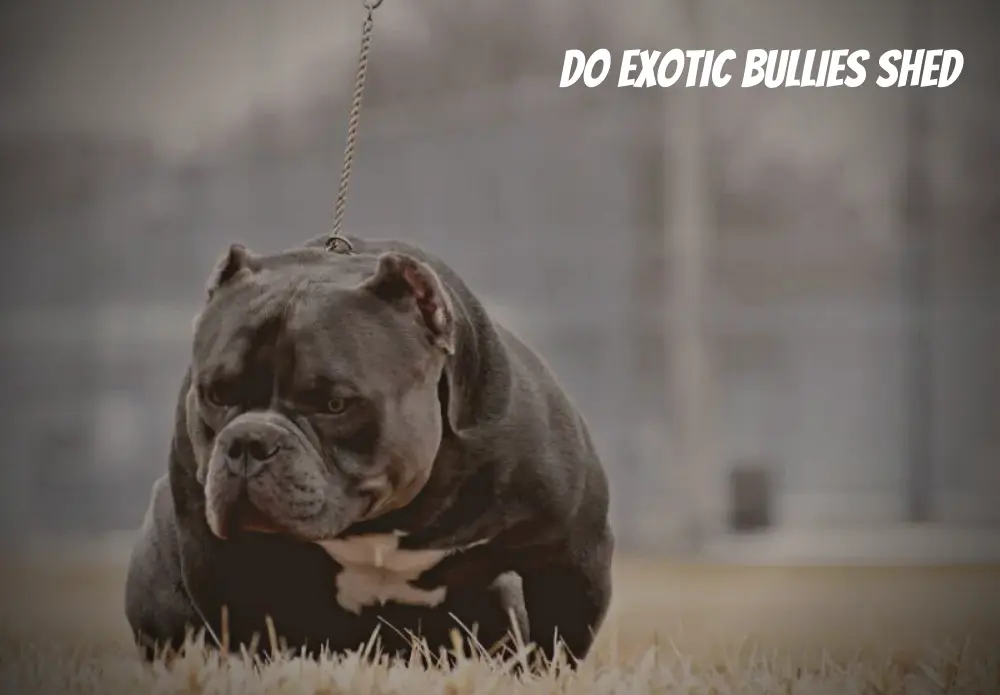 Do Exotic Bullies Shed