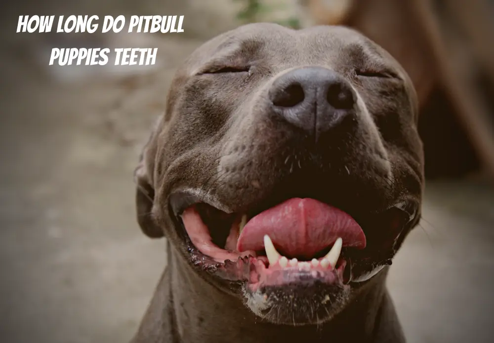 How Long Do Pitbull Puppies Teeth
