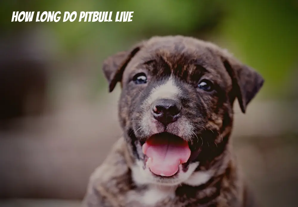 How Long Do pitbull Live