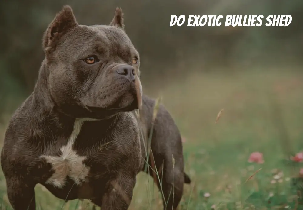 How Much Is a Exotic Bully