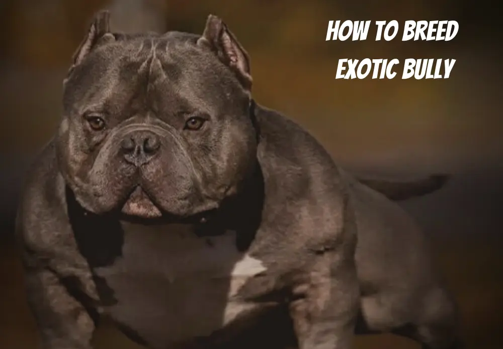 How to Breed Exotic Bully