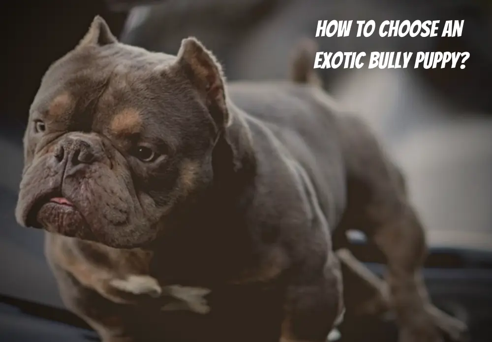 How to Choose an Exotic Bully Puppy