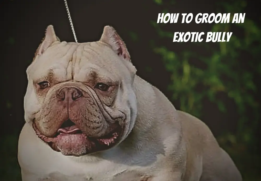 How to Groom an Exotic Bully