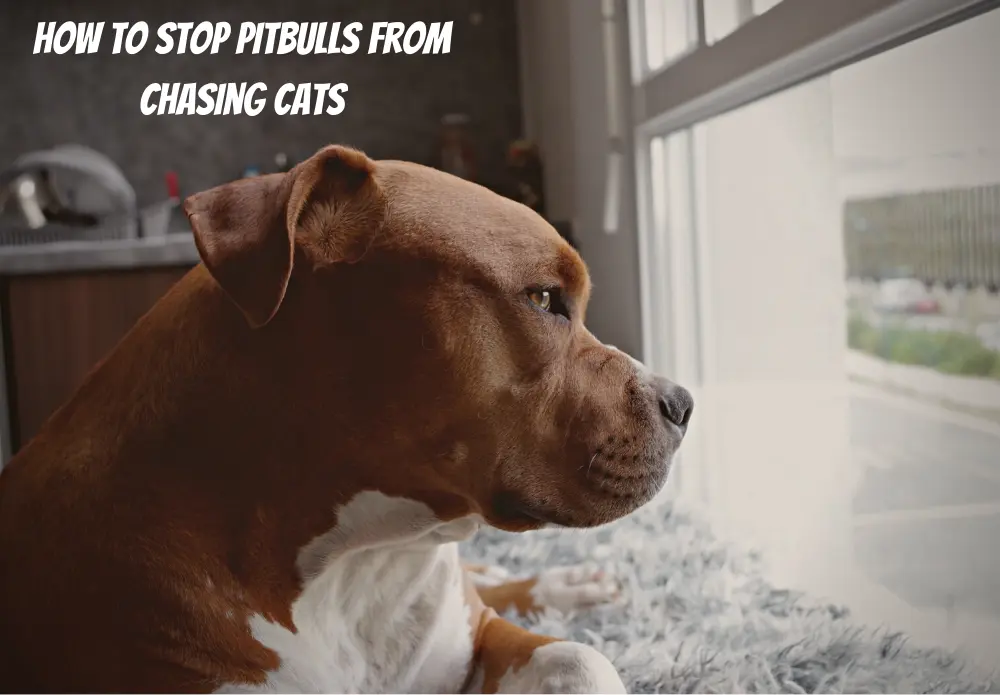 How to Stop Pitbulls from Chasing Cats