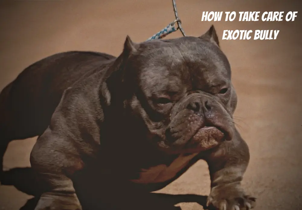 How to Take Care of Exotic Bully