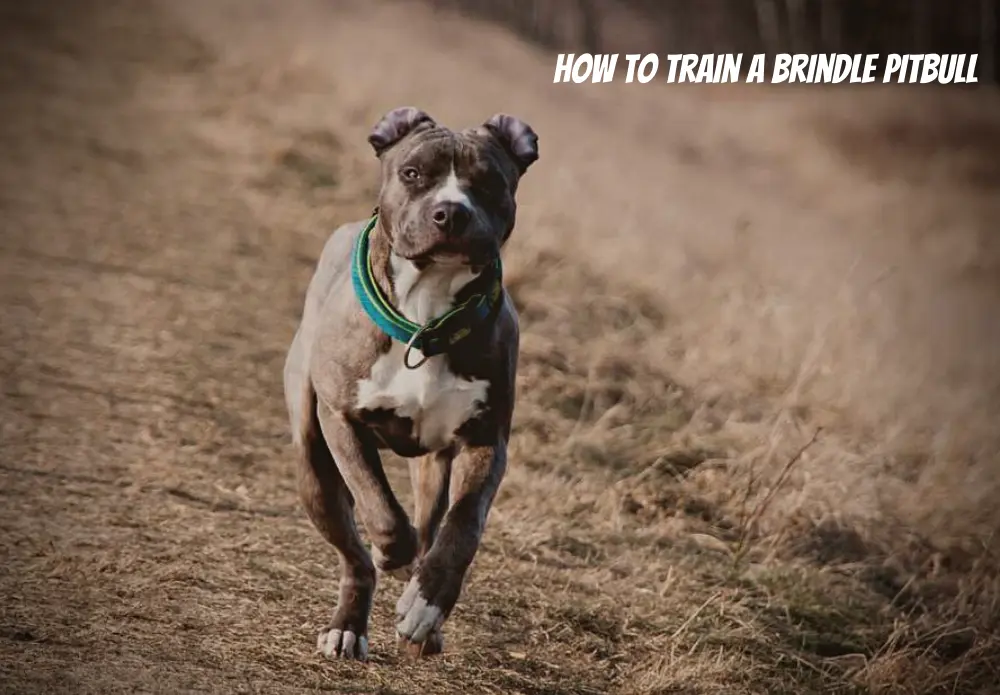 How to Train a Brindle Pitbull