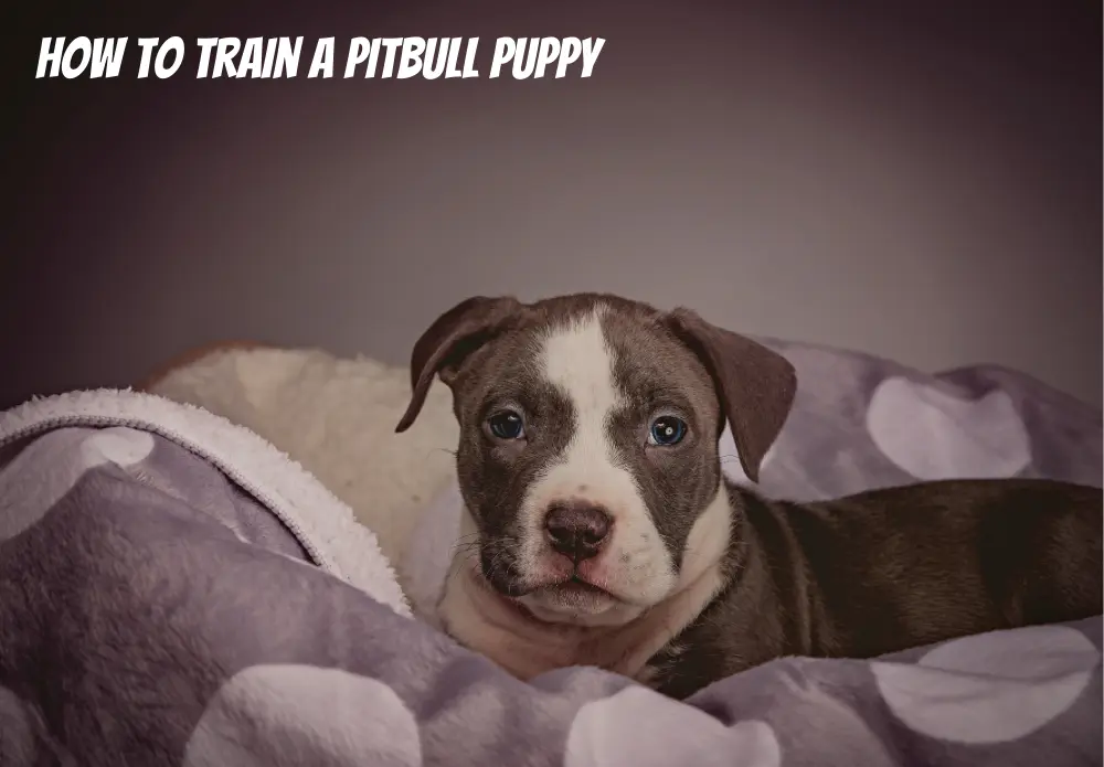 How to Train a Pitbull Puppy