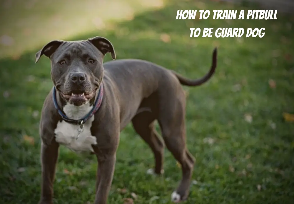 How to Train a Pitbull to be Guard Dog