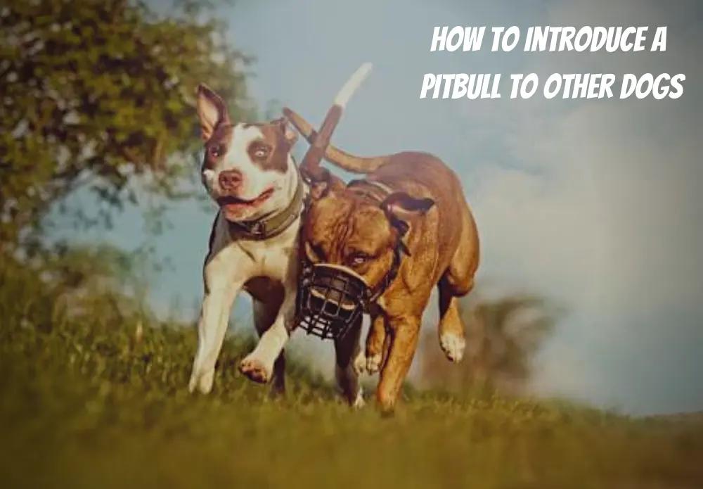 How to introduce a Pitbull to other dogs