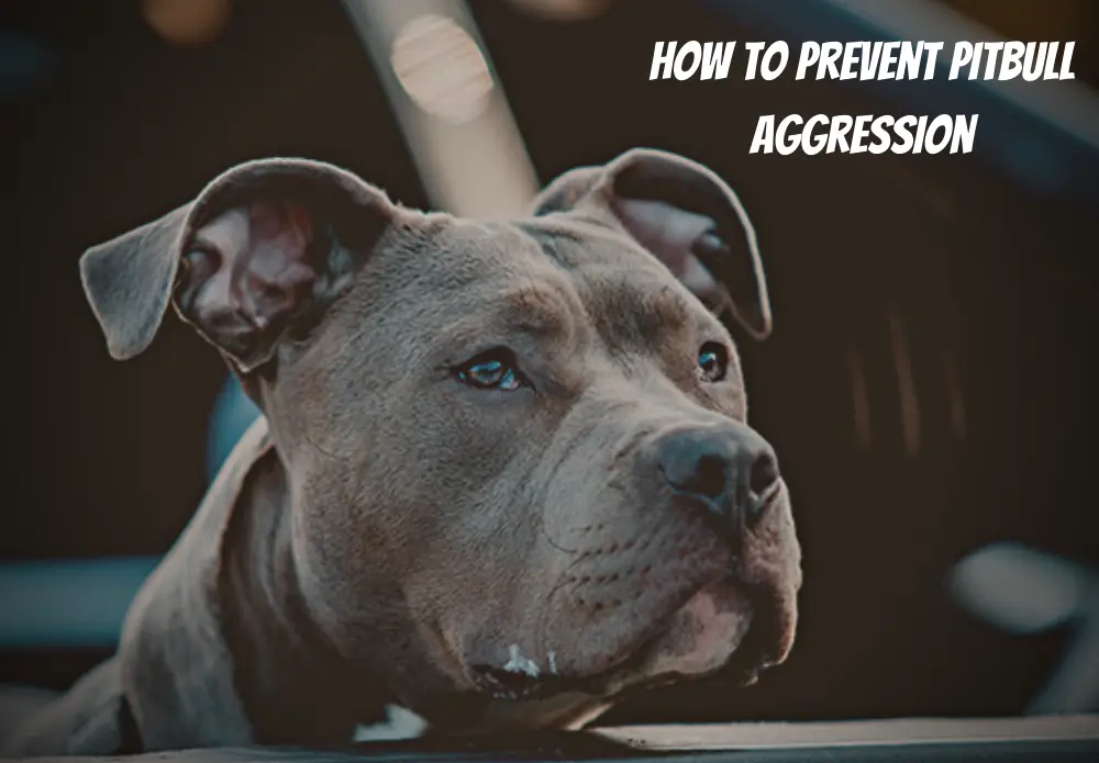 How to prevent Pitbull aggression