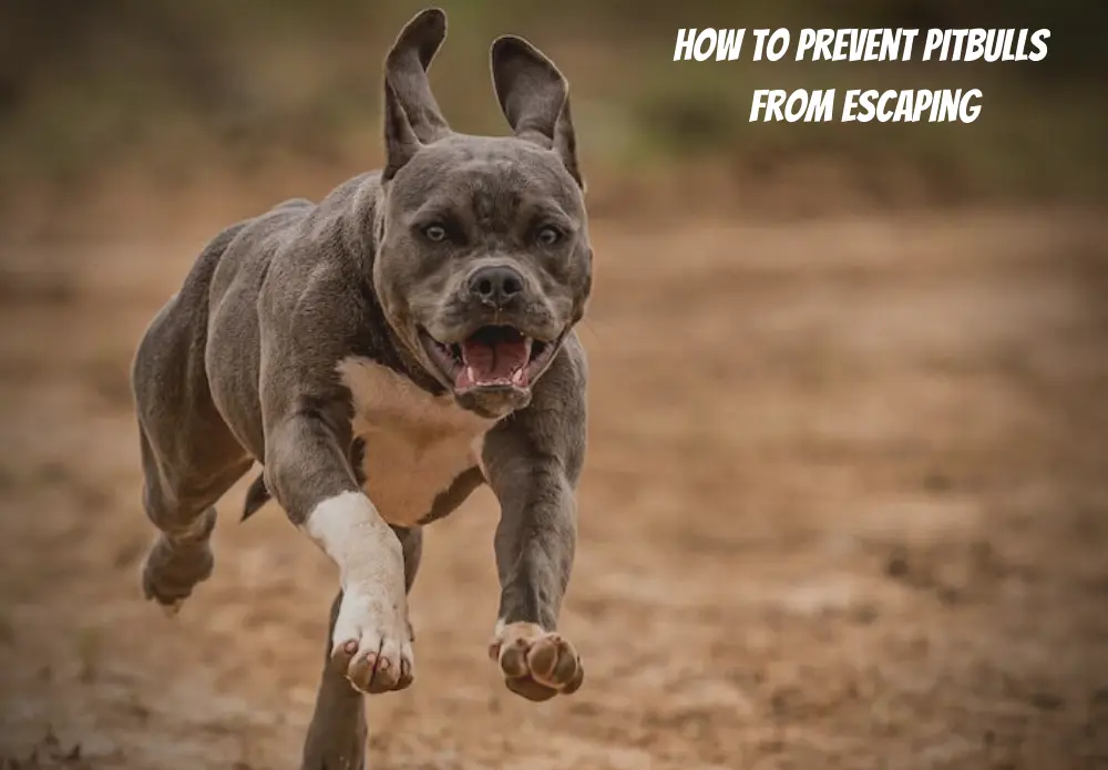 How to prevent Pitbulls from escaping