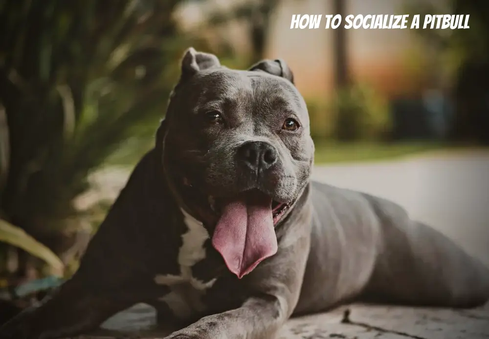 How to socialize a Pitbull