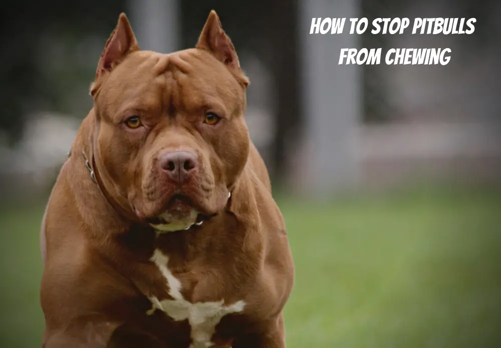 How to stop Pitbulls from chewing