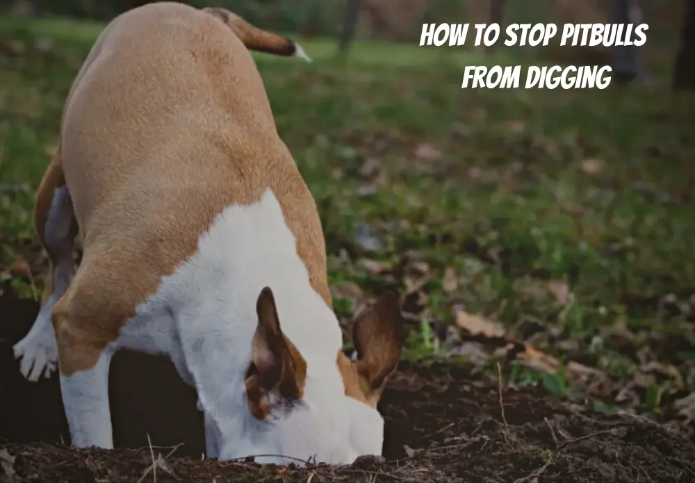 How to stop Pitbulls from digging