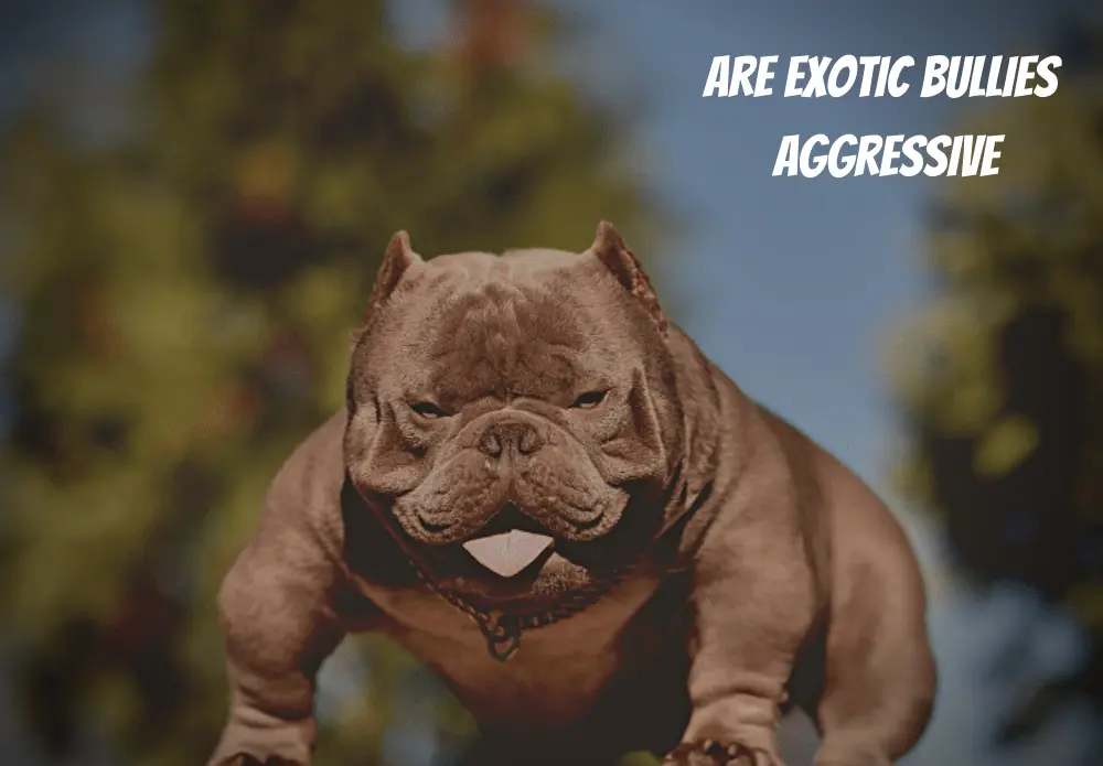 are exotic bullies aggressive